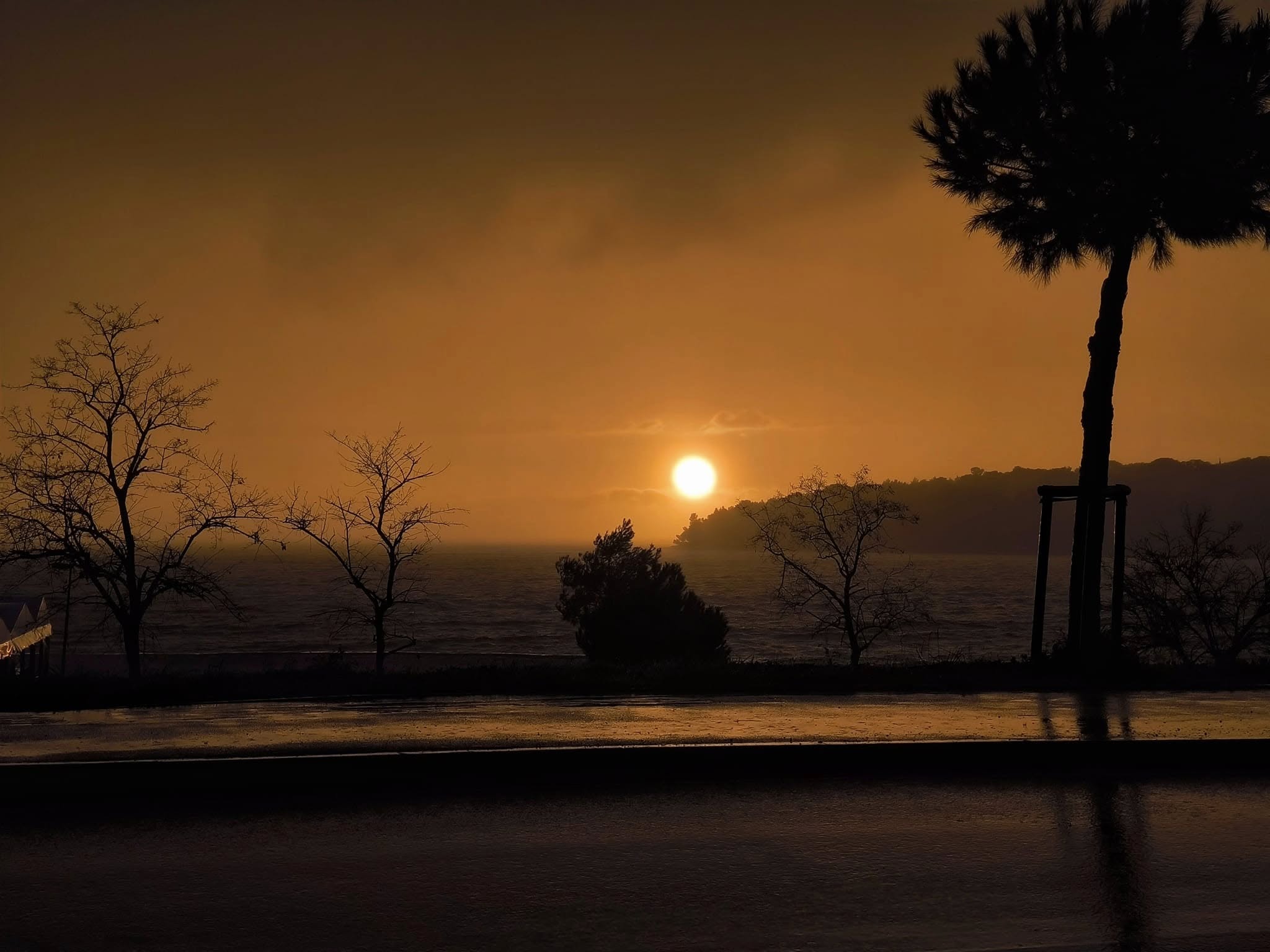 Zalazak sunca kroz biljke - narančasti golden hour photography